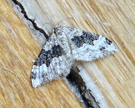 wood carpet